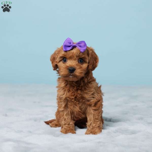 Crystal, Cavapoo Puppy
